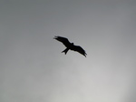 SX30208 Red Kite (Milvus Milvus).jpg